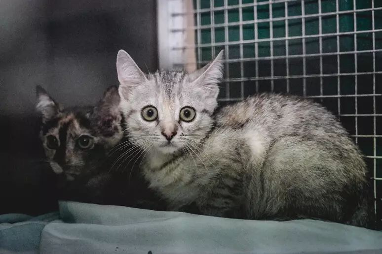 dhuron-nje-pjese-te-pasurise-per-macet-endacake-te-romes