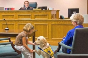 119535-f3v603-I-cani-entrano-in-tribunale