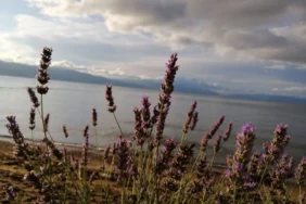 20260416073402_big_730x400_3