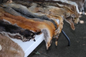 animal-skins-454357-1280-1024x686-1.jpg