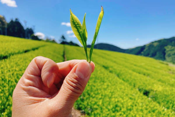 big-ticket-image-684159ede117d299631493-cropped600-400