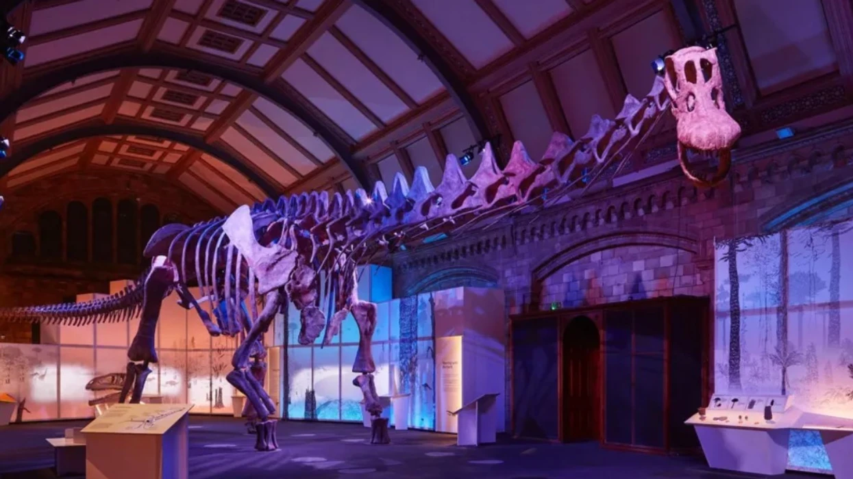 video-dinosauri-me-i-madh-ne-bote-ekspozohet-ne-nje-katedrale-te-mbreterise-se-bashkuar