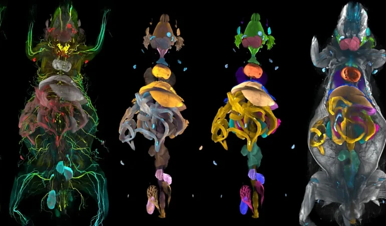 1366x768_cmsv2_9e7152fa-981a-5961-82d2-3b59fce06b81-9767456.webp