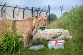 psychic-lions-p-1560798-scaled-1-1080x720-1.jpg