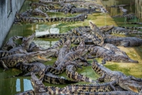 900-0-1784401655xkrokodile-624.jpg