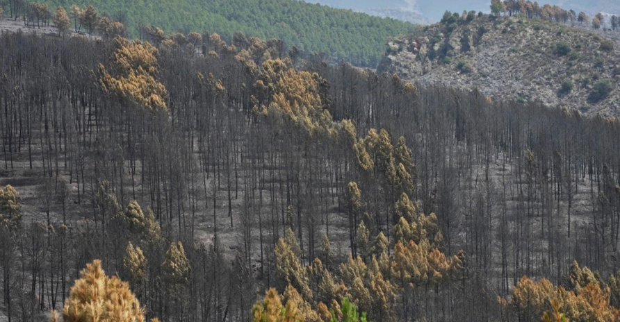 Zjarr masiv në Spanjë  digjen mbi 32 mijë hektarë pyje  Evakuohen 34 fshatra