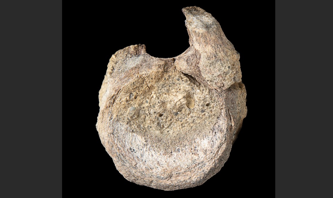 nje-fosil-i-rralle-i-dinosaurit-nga-antarktida-gjendet-i-fshehur-ne-nje-sirtar