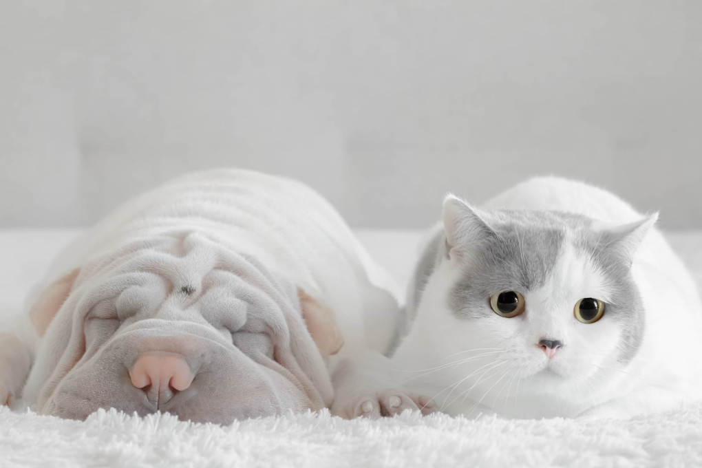 cane-gatto_1020x680