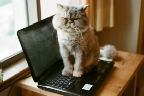cat-laptop-7a26079.webp