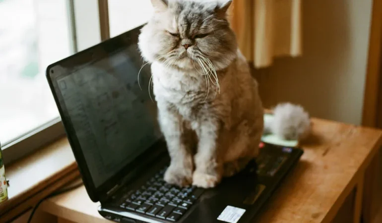 cat-laptop-7a26079.webp