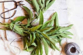 sherbela-sage.jpg