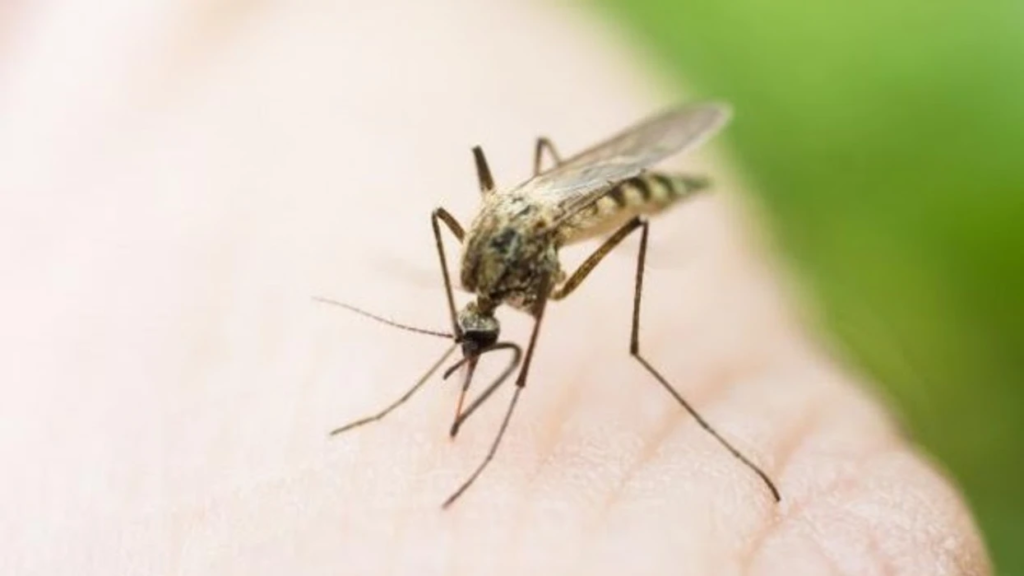 Gjashtë raste të reja me Nilin Perëndimor, gjithsej 50 të prekur në Maqedoni