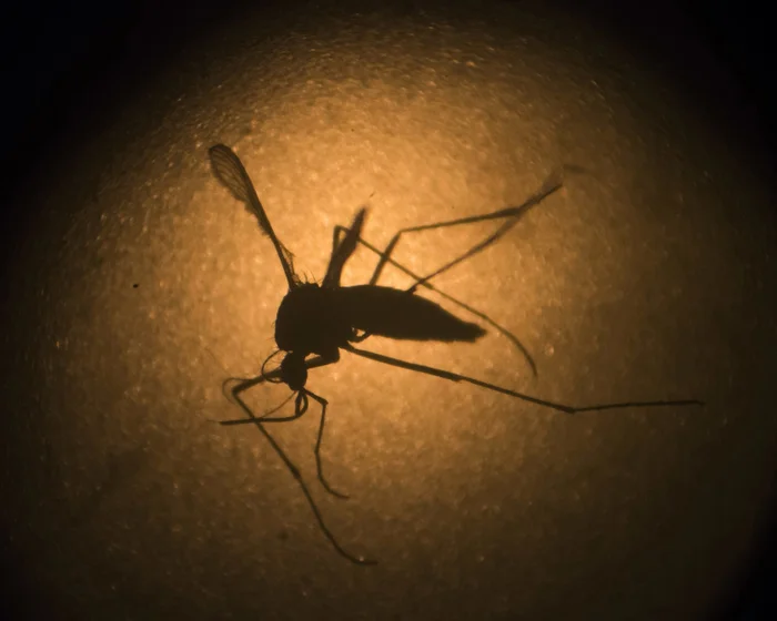 Eksperiment i pazakontë, lëshohen 30 mijë mushkonja sterile që nuk pickojnë!