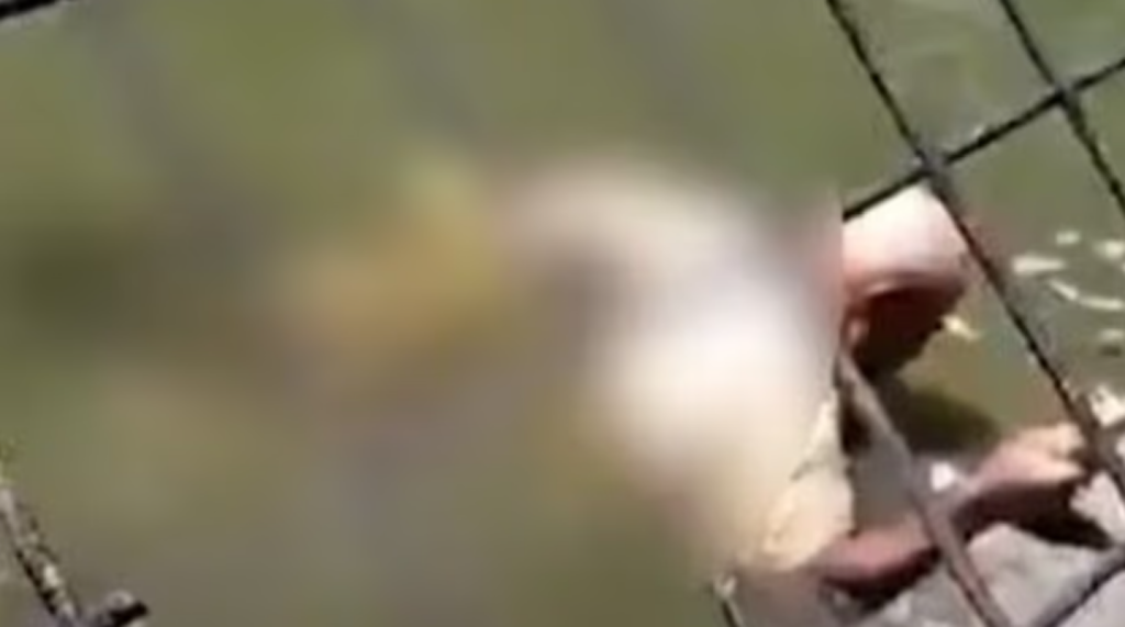 Pamje të rënda! Kujdestari i parkut vritet nga krokodili, dëshmitarët: E mbajti një orë në nofulla