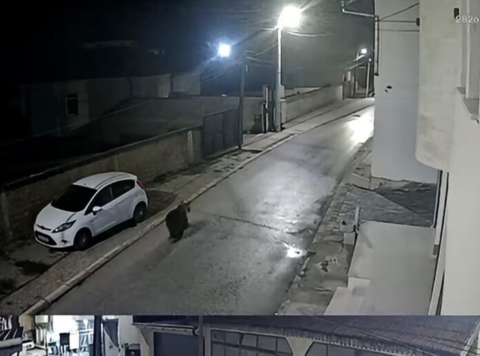 Alarm në Dobërdoll: Një ari shihet për herë të dytë pranë shkollës fillore “Sali Lisi”
