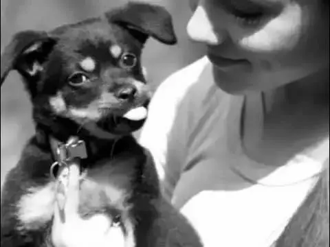 Ariana Grande përjeton dhimbjen e humbjes së qenit të saj të dashur